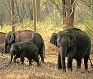 Annamalai Wildlife Sanctuary